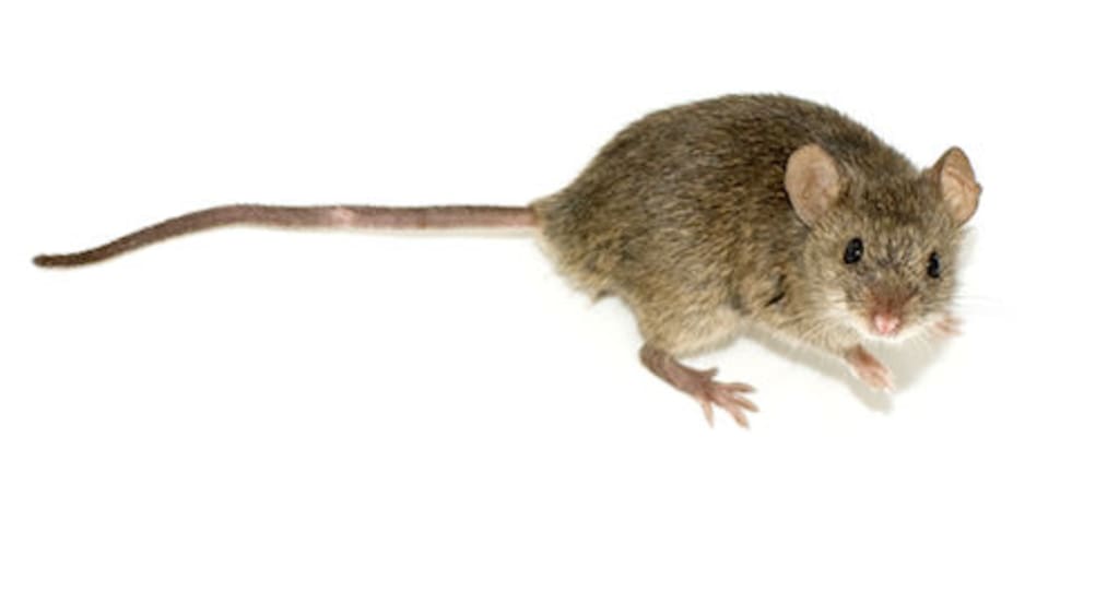 The Fat Mouse The Fat Mouse