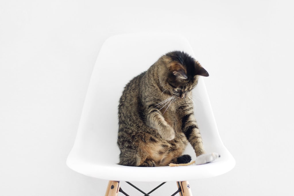 Must Have Cat Furniture Must Have Cat Furniture