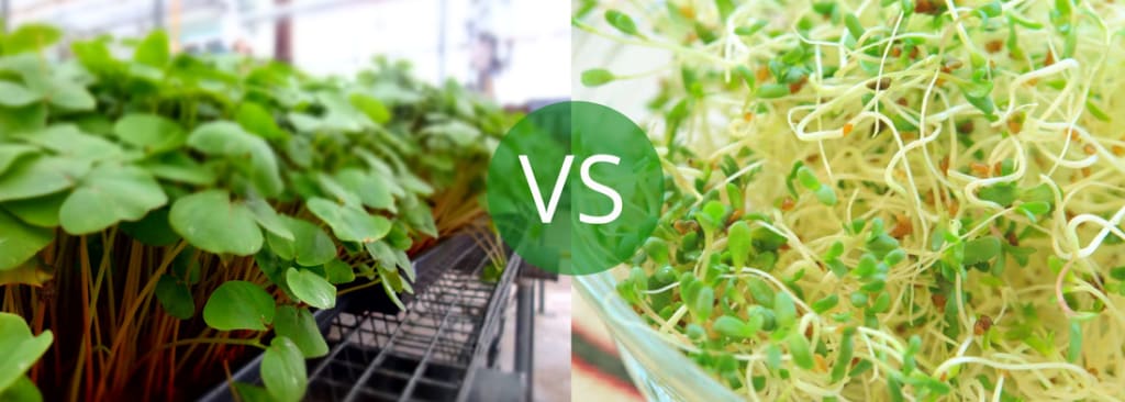 Microgreens vs Sprouts: What Is the Difference? Microgreens vs Sprouts: What Is the Difference?
