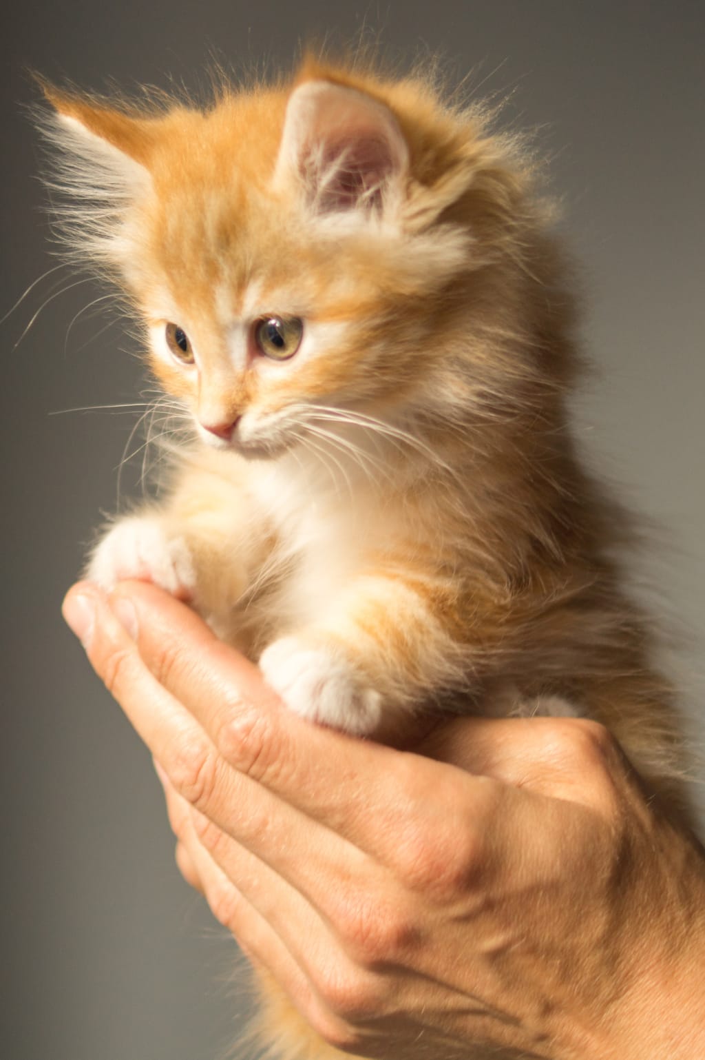 Kittening Gone Awry Kittening Gone Awry