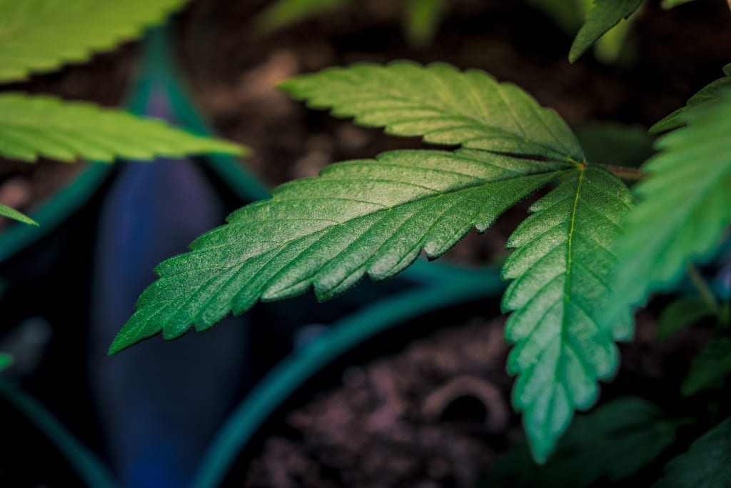 10 Countries Poised to Legalize Cannabis Soon 10 Countries Poised to Legalize Cannabis Soon
