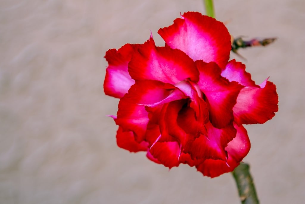 Desert Rose Desert Rose