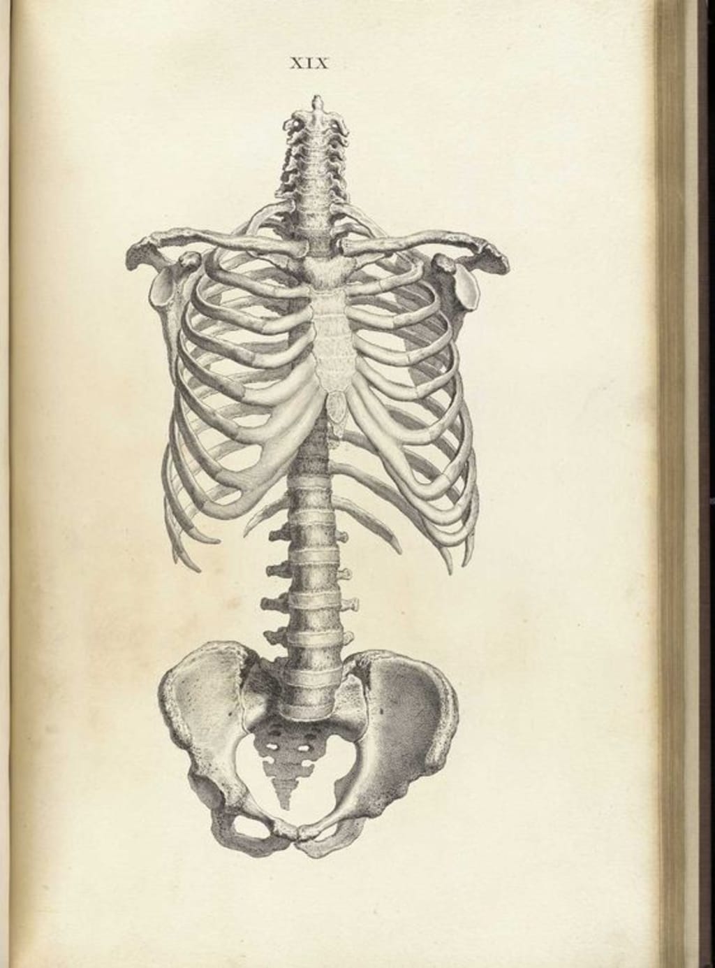 Skeletons Skeletons