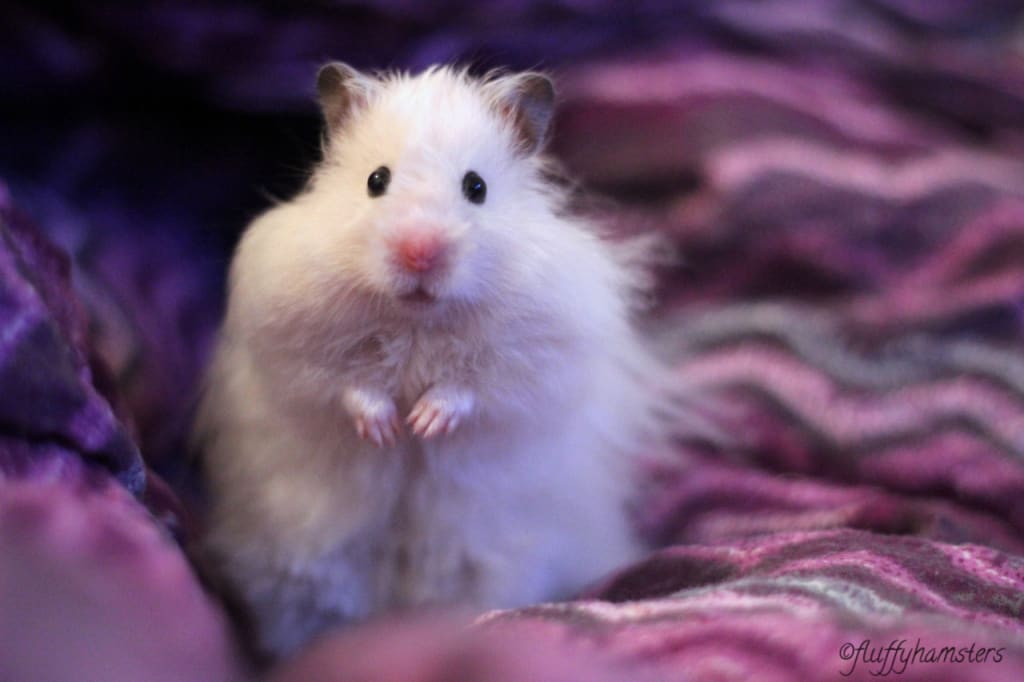 about syrian hamsters