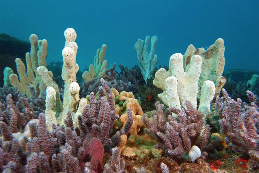  Porifera 