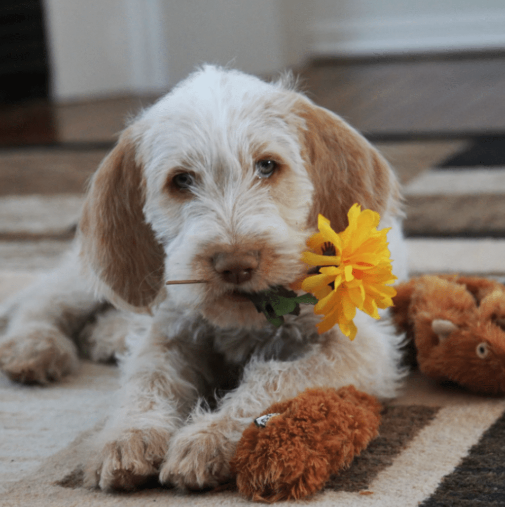 All About Microchips: Reuniting Lost Pets All About Microchips: Reuniting Lost Pets