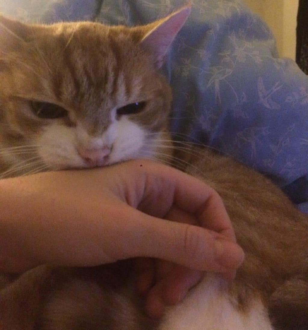 How a Little Rescue Cat Changed My Life How a Little Rescue Cat Changed My Life