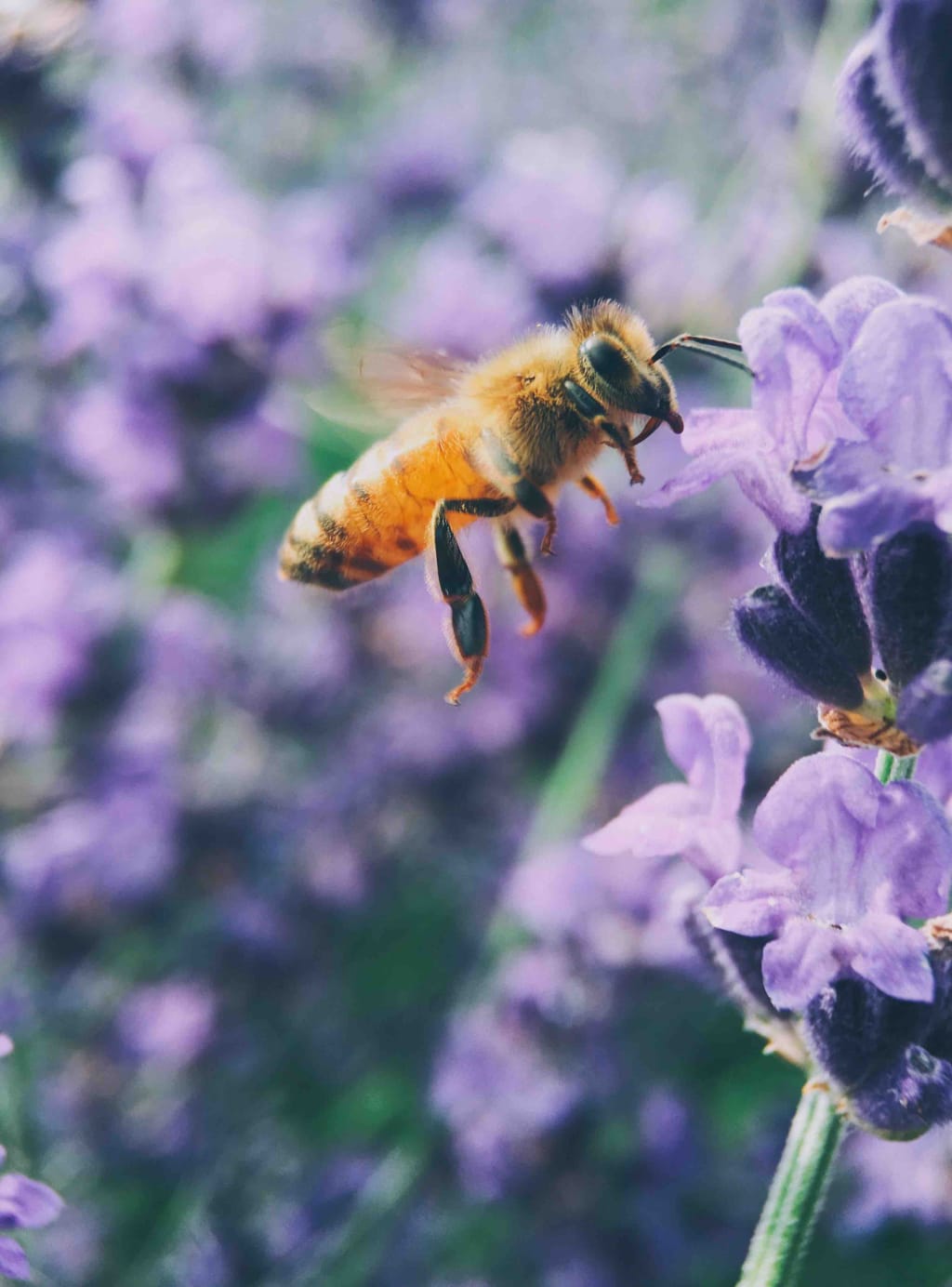 Please Start Helping the Bees Please Start Helping the Bees