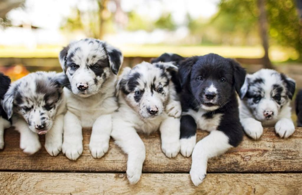 Understanding Genetics for Dog Breeders Understanding Genetics for Dog Breeders