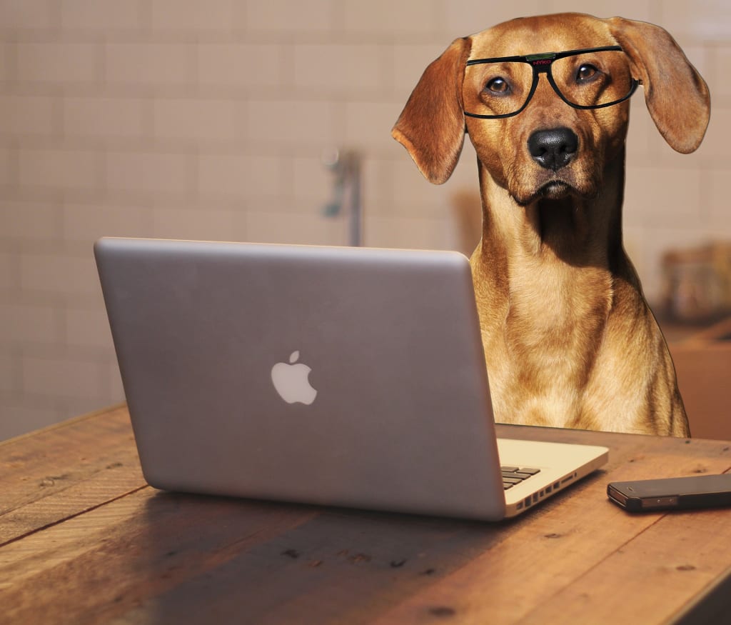 Your Dog's Hot Spot Dermatitis Your Dog's Hot Spot Dermatitis