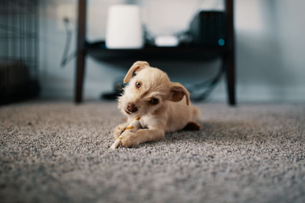 Tips and Tricks to Help You with Pet Odor Removal from Upholstery Tips and Tricks to Help You with Pet Odor Removal from Upholstery