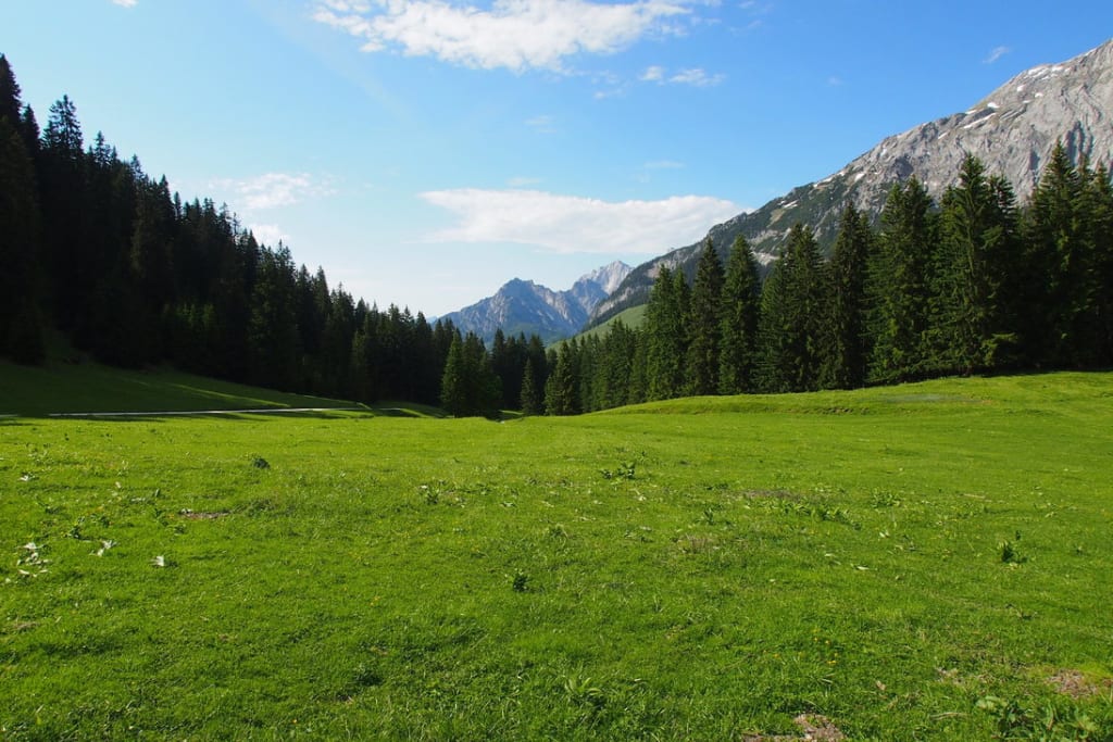 Mystery in the Meadow Mystery in the Meadow