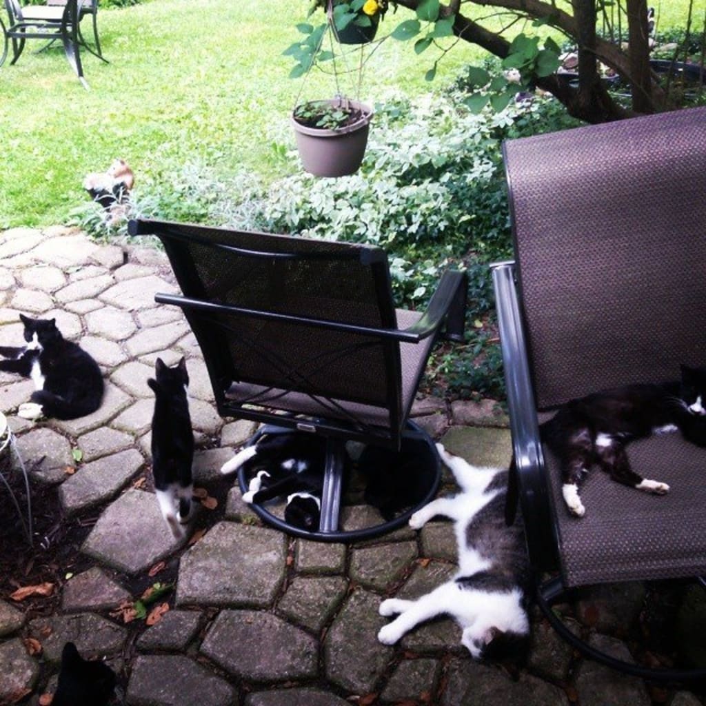 Growing Up with 30+ Cats Growing Up with 30+ Cats