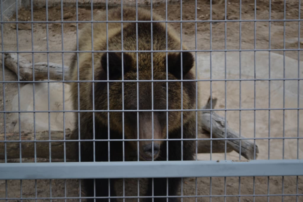 Delisting of the Yellowstone Grizzly Bear Population From the Endangered Species List and the Trump Administration's Vital Mistake Delisting of the Yellowstone Grizzly Bear Population From the Endangered Species List and the Trump Administration's Vital Mistake