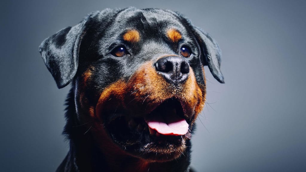 Large Dog Training Tips Large Dog Training Tips