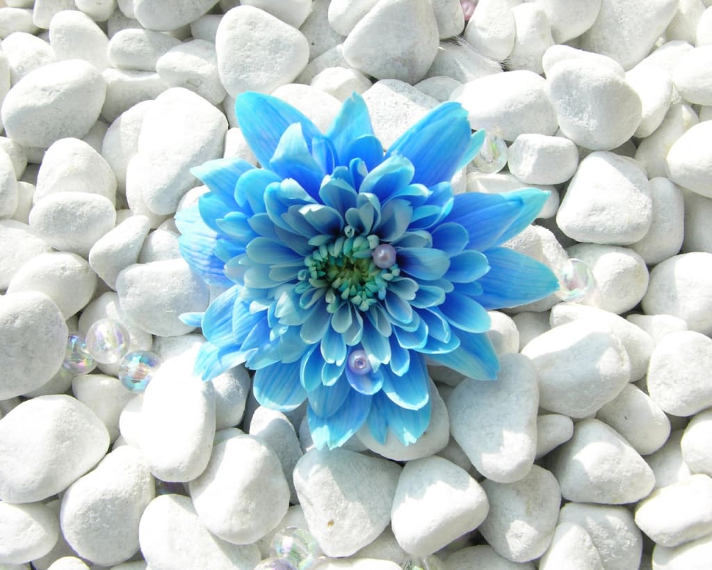 Little Blue Flower Little Blue Flower