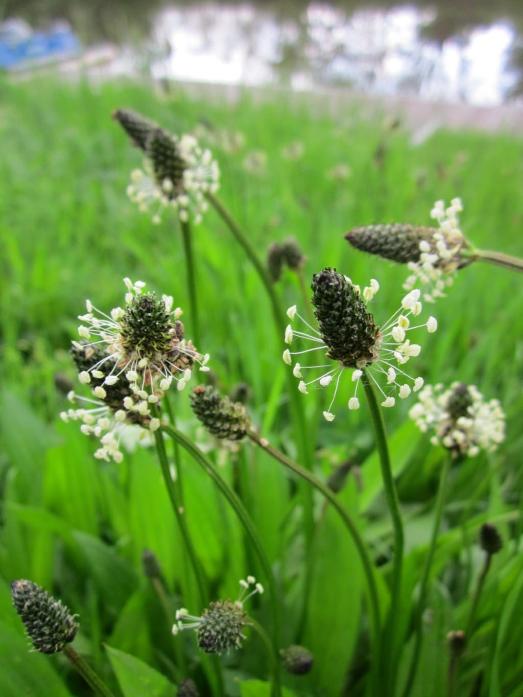 Foraging: Ribwort Plantain Foraging: Ribwort Plantain