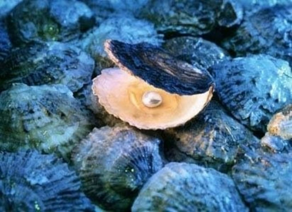 The Pompous Oyster The Pompous Oyster