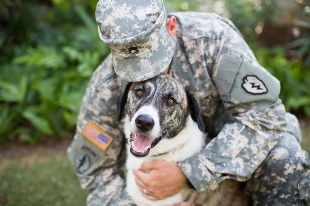 10 Reasons Troops Should Have Pets 10 Reasons Troops Should Have Pets