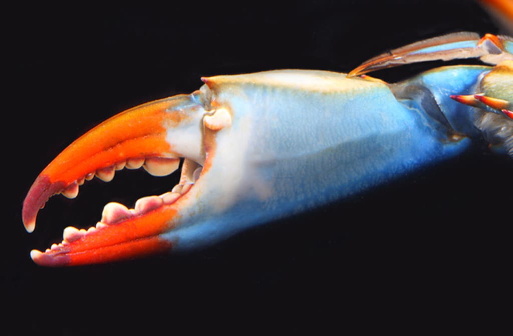 Blue Crab Blues Blue Crab Blues