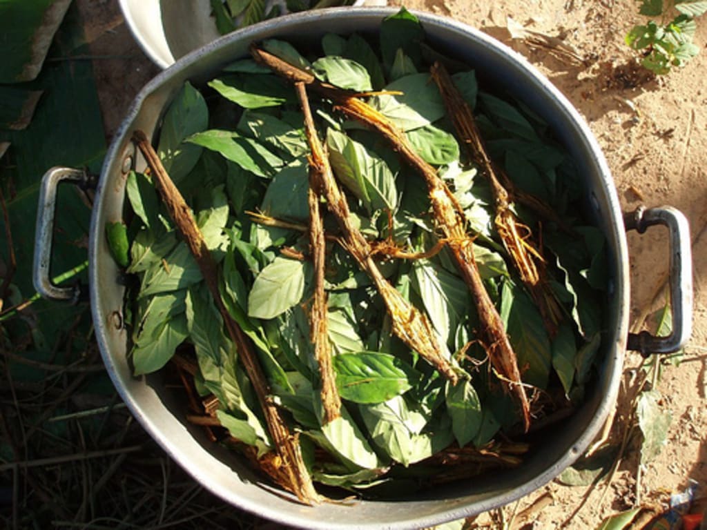 The Healing Power of Ayahuasca The Healing Power of Ayahuasca