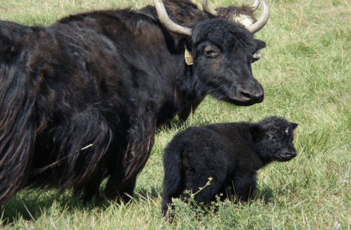 Adorable Baby Animals