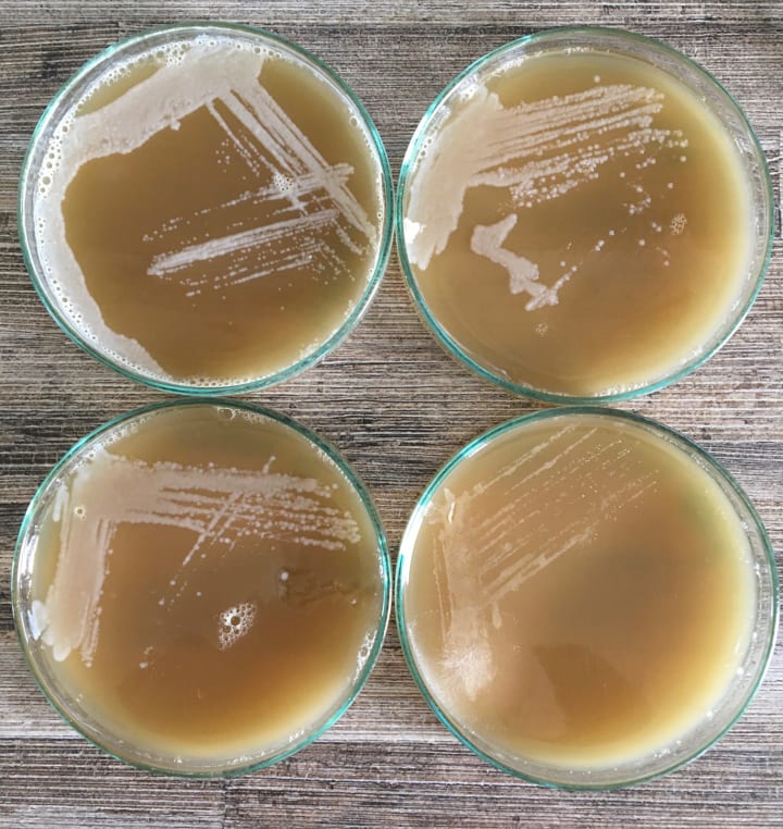Lockdown Science. Catching Yeast, an Experiment | Proof