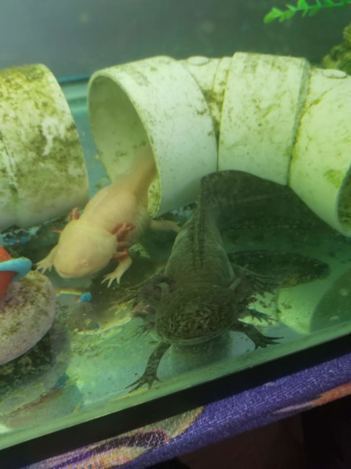 Bringing A New Axolotl Home Petlife