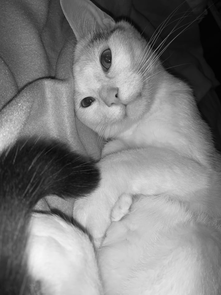 6 reasons why russian blue cats are the best the cutest cat ever