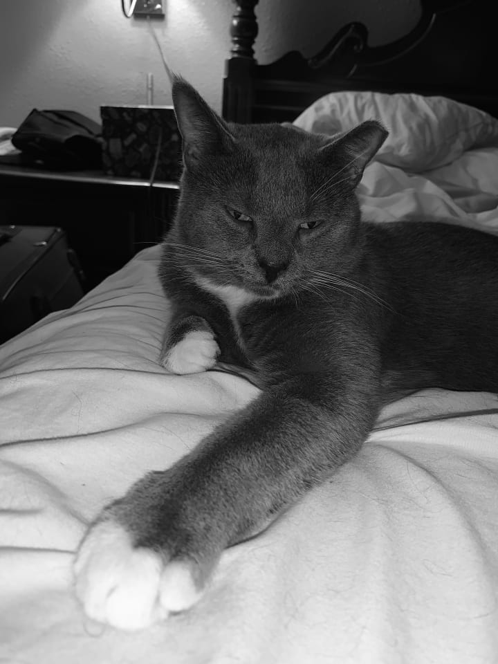 6 reasons why russian blue cats are the best the cutest cat ever