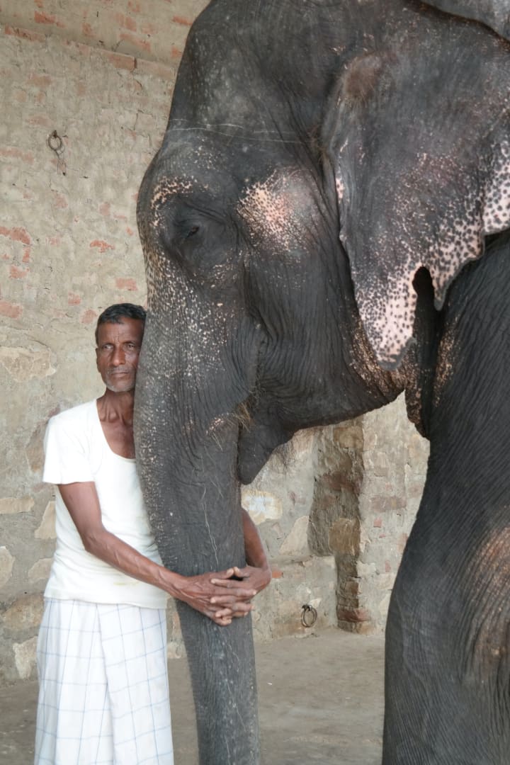 indian man with elephant