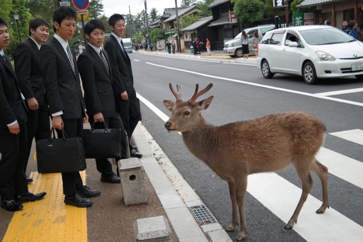 a deer crossing the street in Japan
