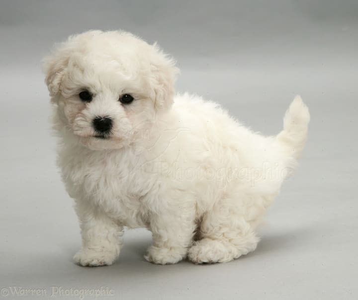 tiny hypoallergenic dogs