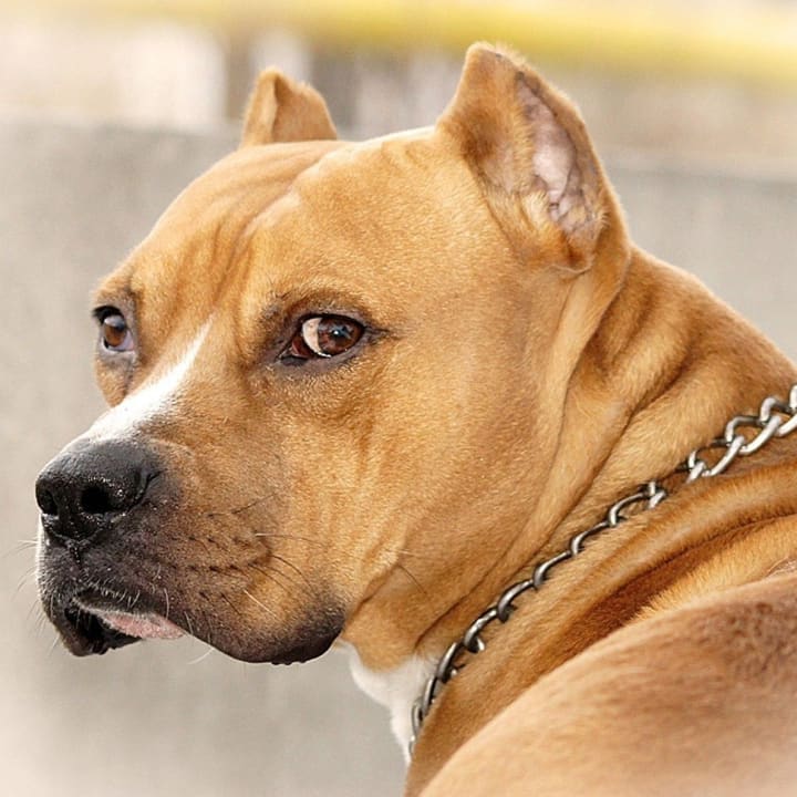 what is the worst dog breed