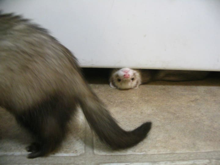 Ferret Proofing Your Home