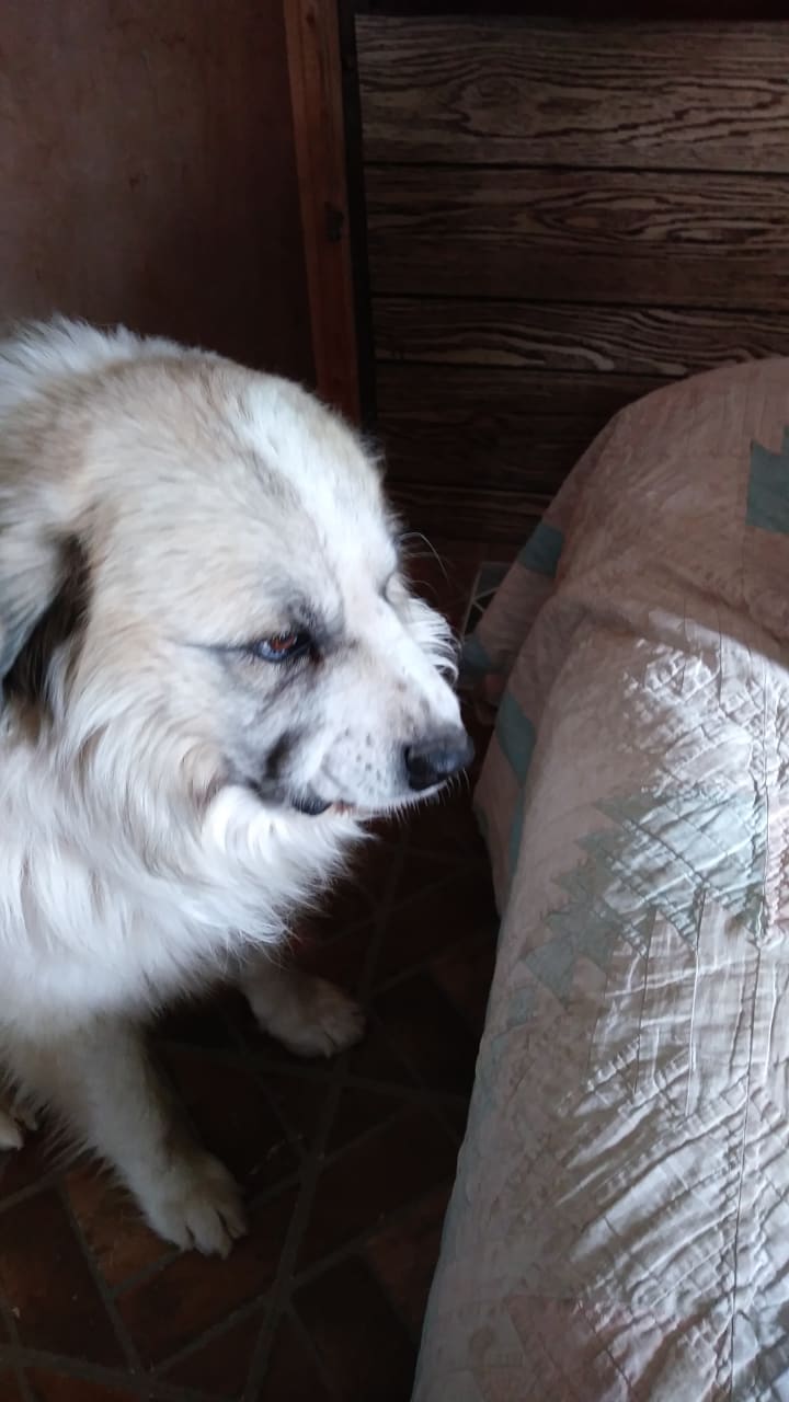 great pyrenees smile