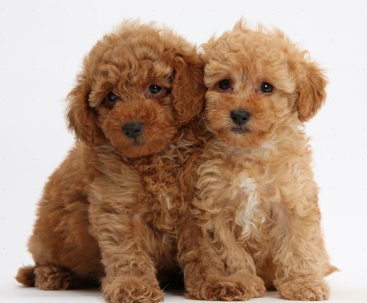 cute hypoallergenic dogs