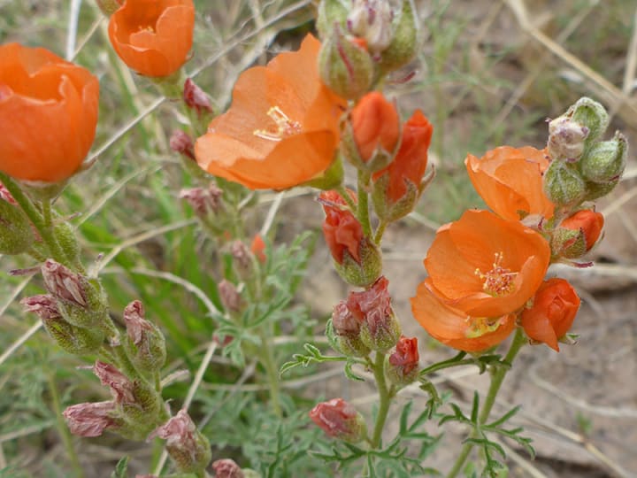 10 Enchanting Wildflowers Native to New Mexico
