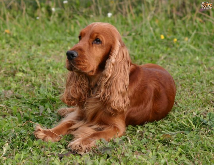 Best Medium Dog Breeds
