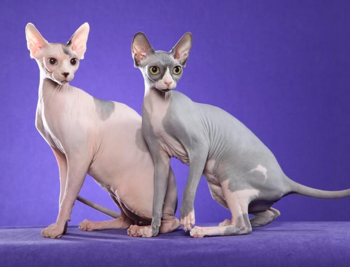 3. From sphynx to tattooed: The evolution of bald cats - wide 3