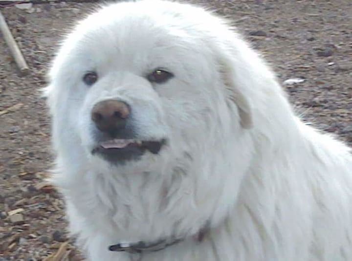 great pyrenees smile