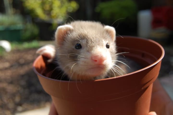 ferret ferrets deviantart thanksgiving adorable proofing plant funny kium moody footed cytokines really dig put why plants animals supervised safe