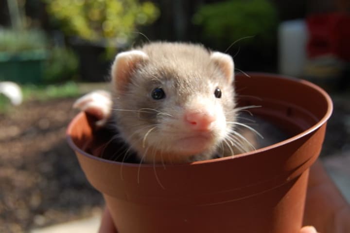 homemade bitter apple spray for ferrets