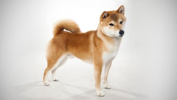 fluffy shiba inu puppy