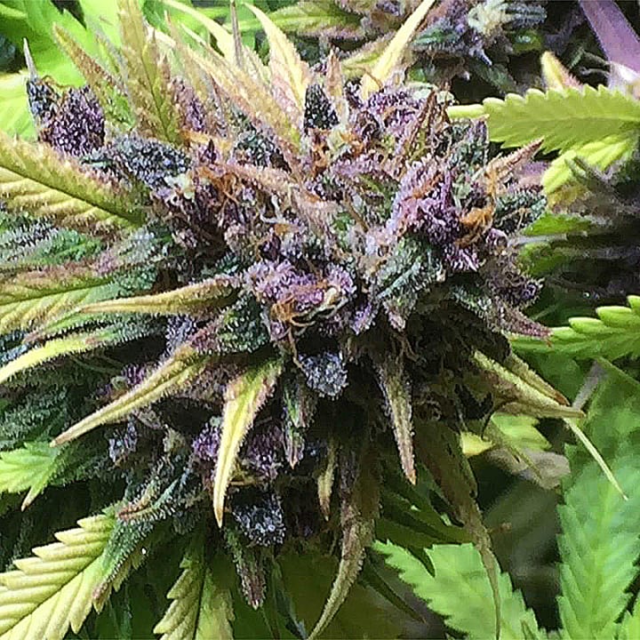 Indicas, Sativas, and Hybrids