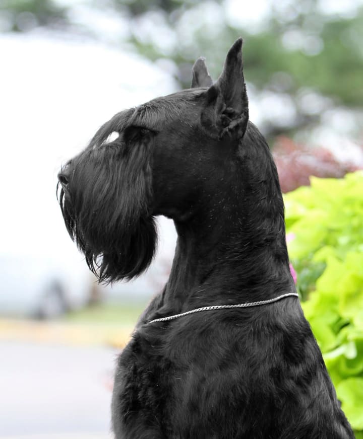 large dogs with minimal shedding