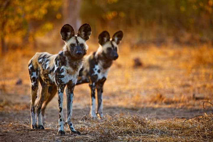 woodland wild dogs