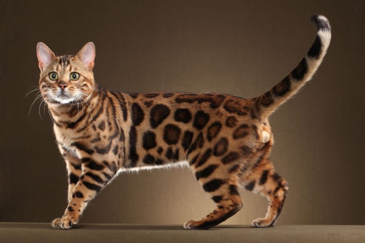 Exotic Cat Breeds