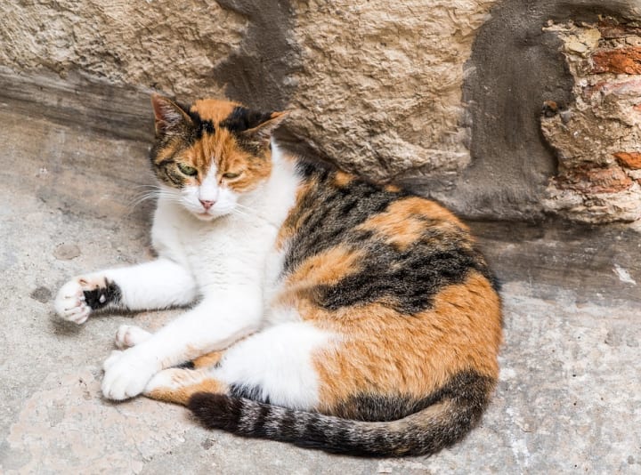 Why Are Calico Cats Usually Female?