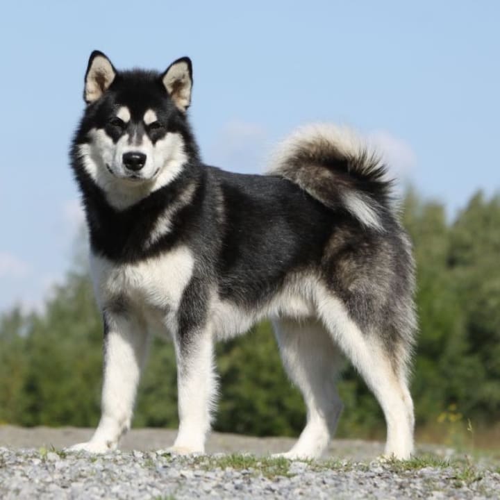 what is the worst dog breed